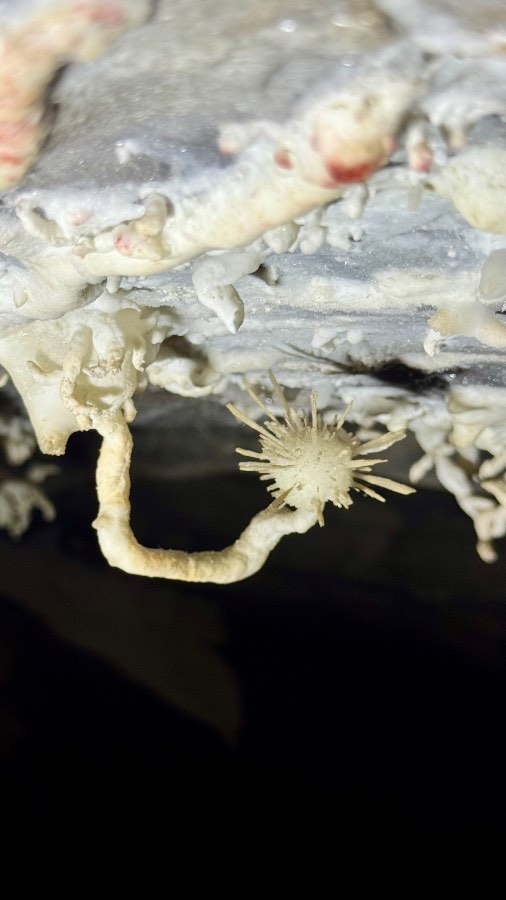 Caverna Torrinha — foto 3