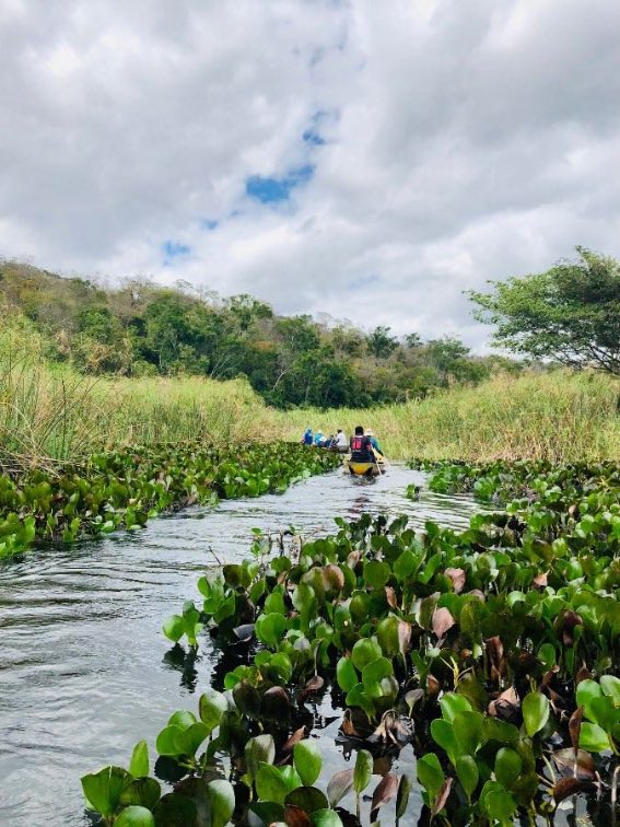 Marimbus — Mini Pantanal — foto 3